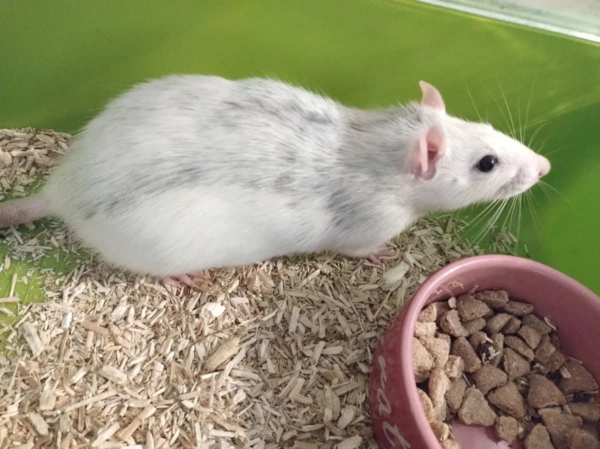 Astra 02/2025, female young mixed breed for adoption at Rattenopvang Ratopia vzw