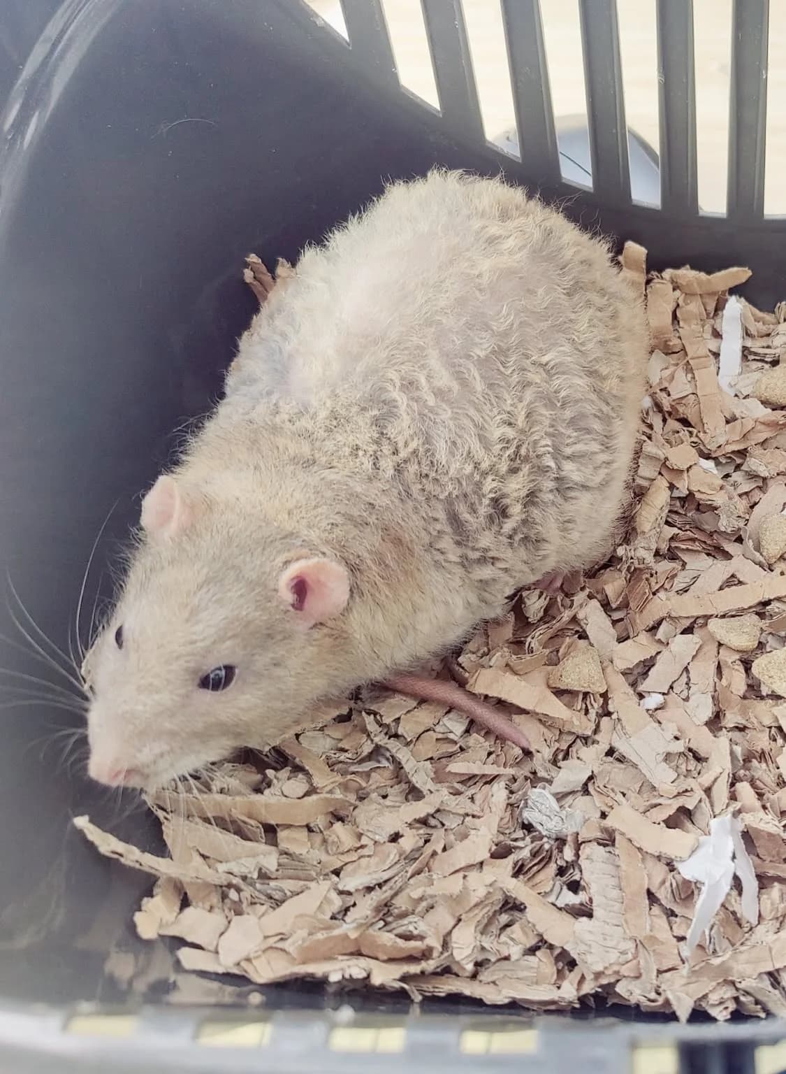 Emrys, male young mixed breed for adoption at Rattenopvang Ratopia vzw