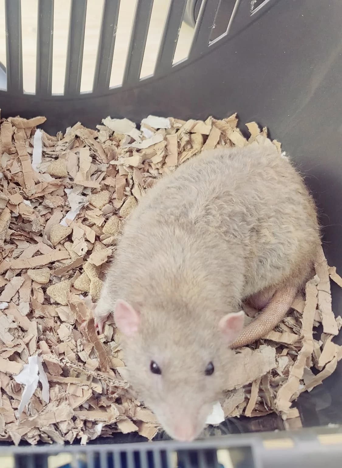 Wyllt, male young mixed breed for adoption at Rattenopvang Ratopia vzw