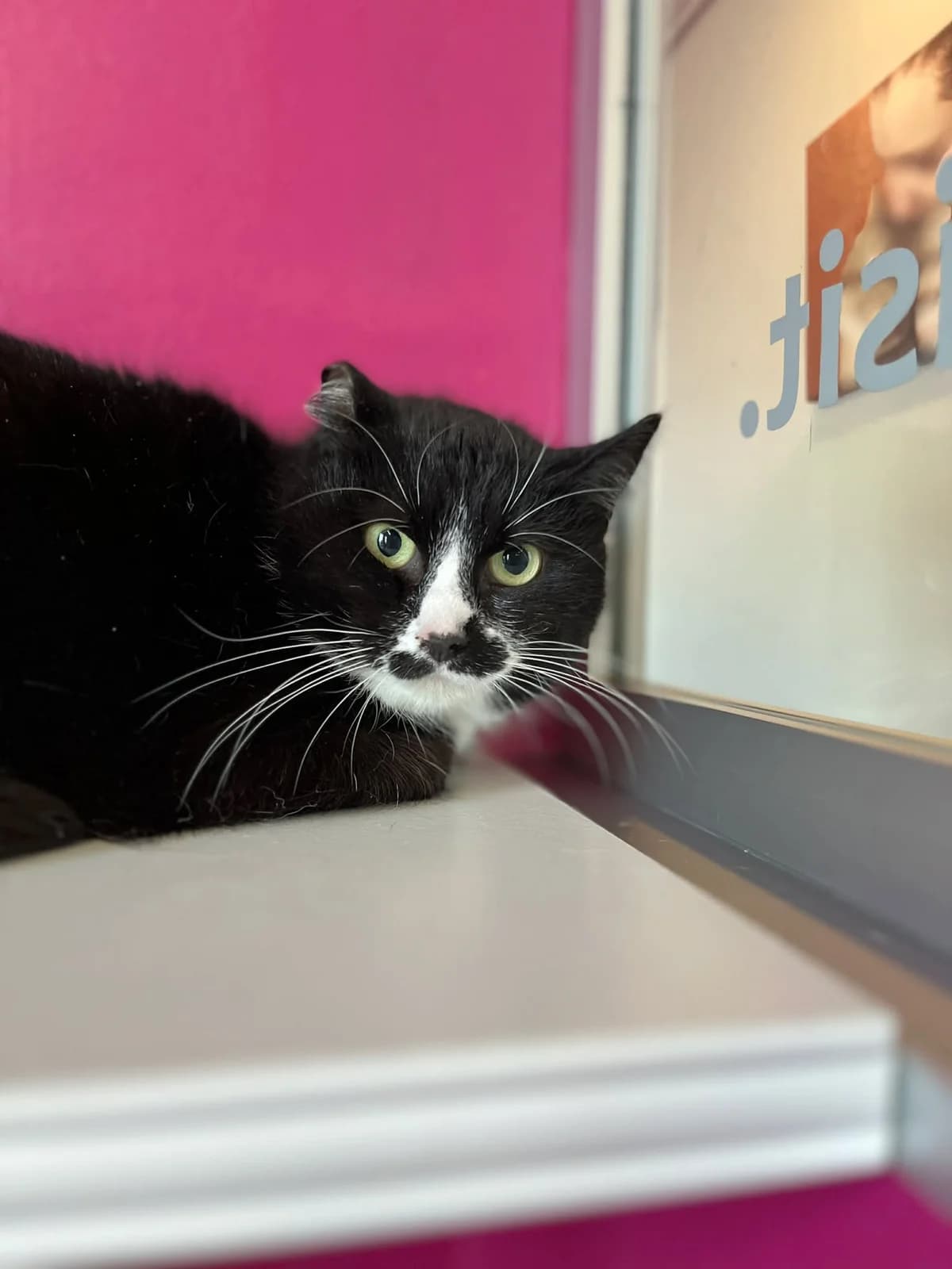 Achilla, female European Shorthair for adoption at Sans Collier