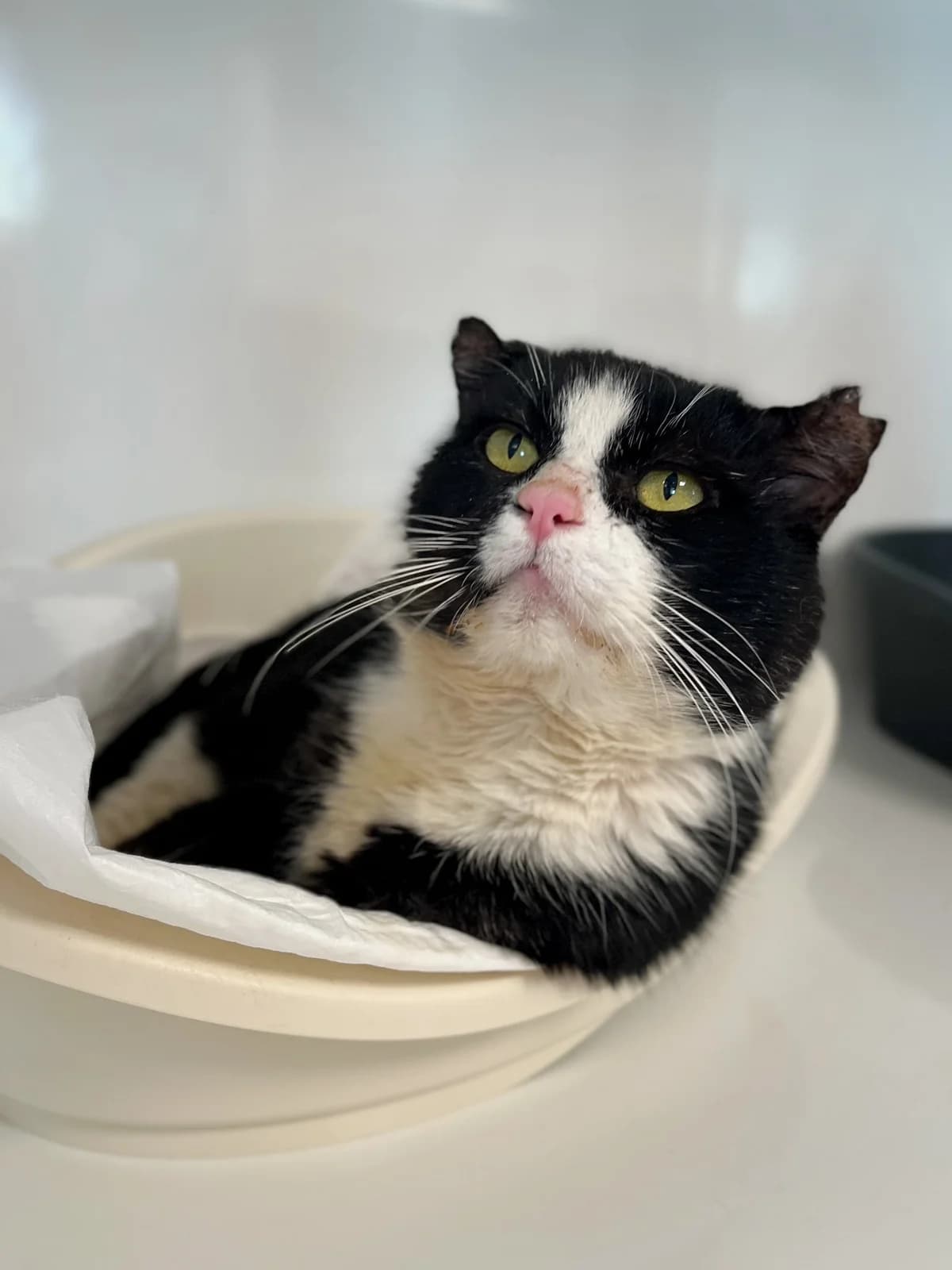 Albator, male senior European Shorthair for adoption at Perwez), Sans Collier