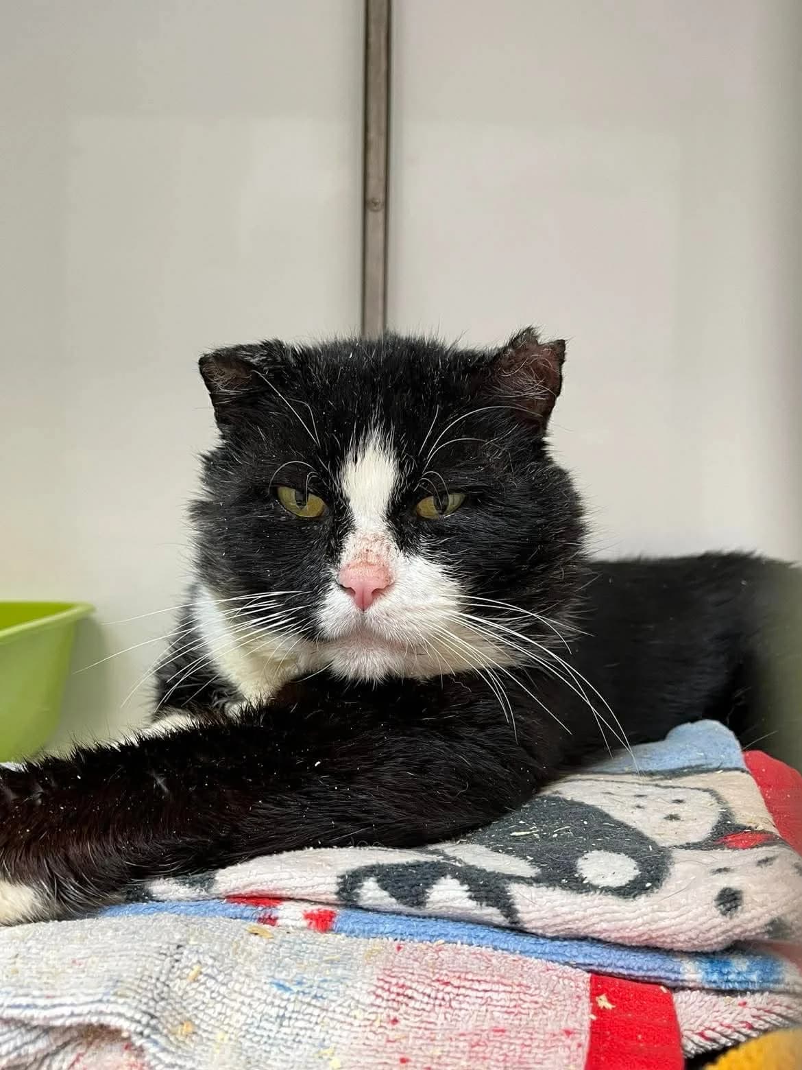 Albator, male European Shorthair for adoption at Perwez), Sans Collier — photo 2 of 16