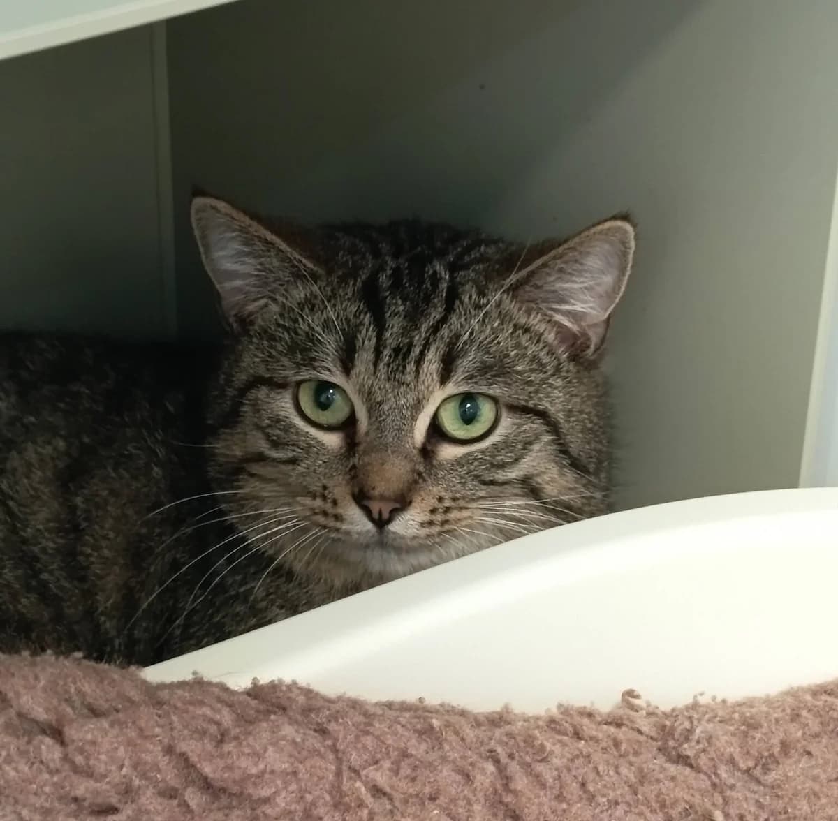 Albator, male European Shorthair for adoption at Perwez), Sans Collier — photo 5 of 16