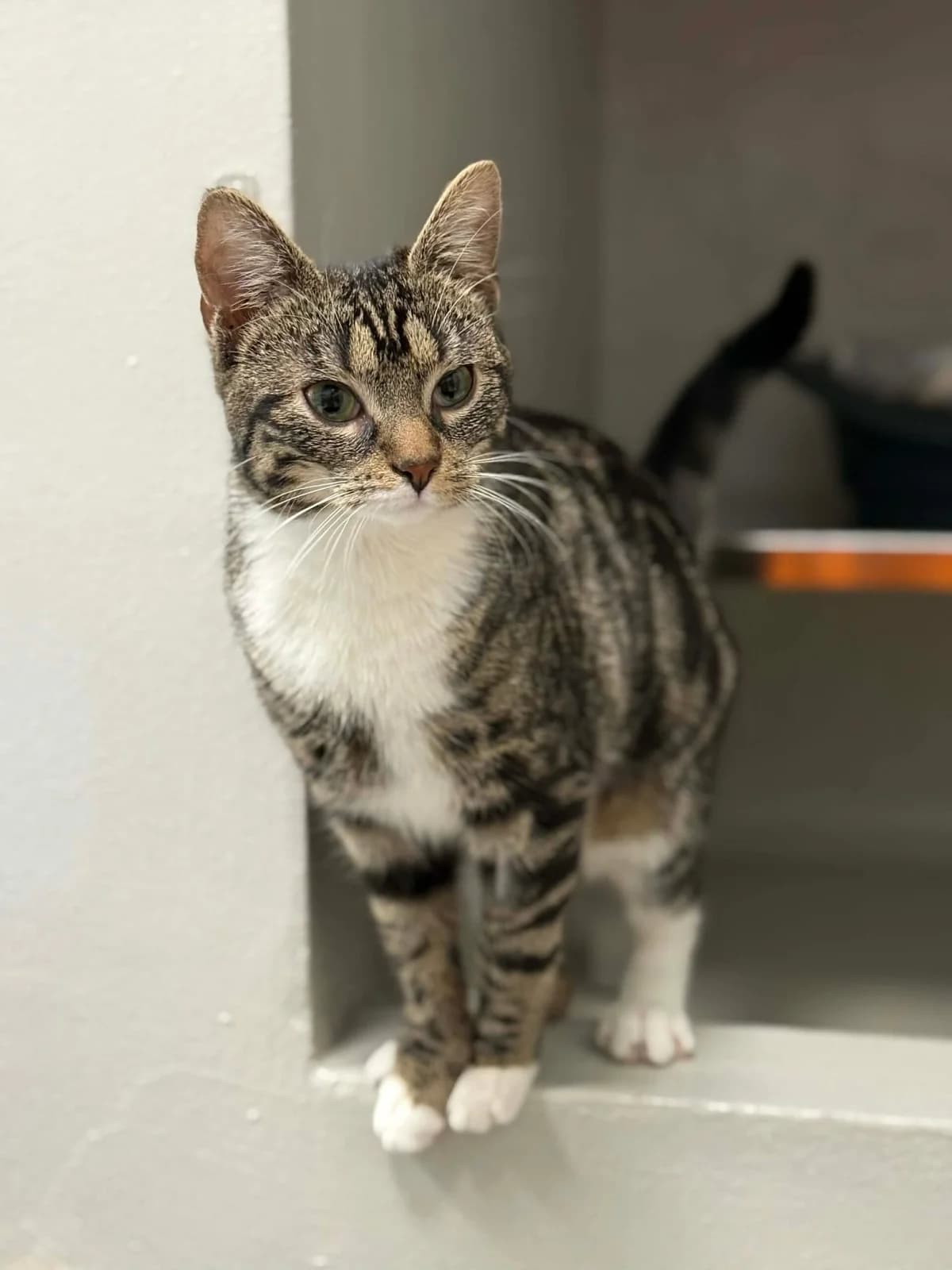 Albator, male European Shorthair for adoption at Perwez), Sans Collier — photo 7 of 16