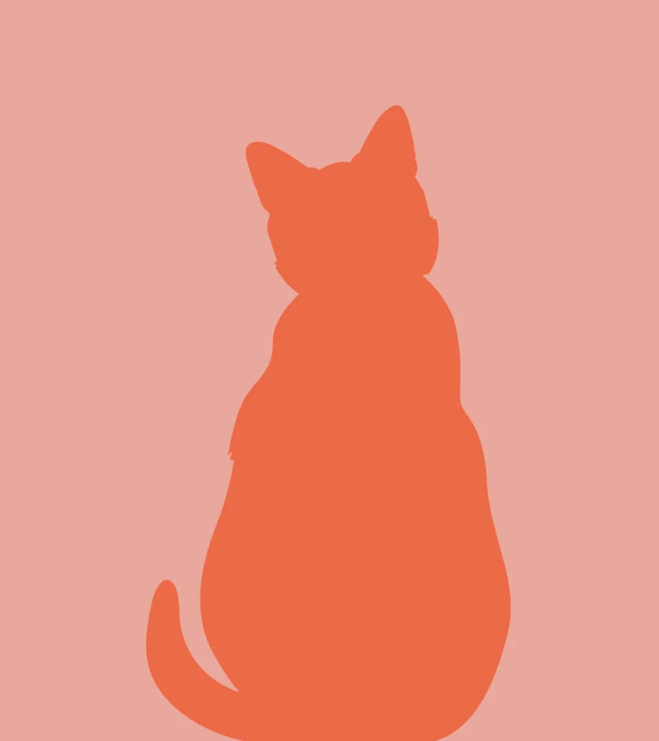 Amiral, male European Shorthair for adoption at Sans Collier