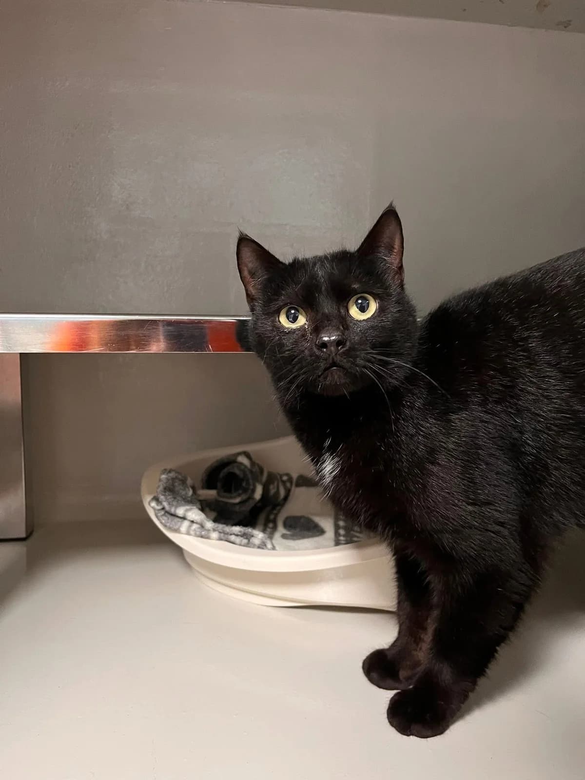 Amiral, male European Shorthair for adoption at Perwez), Sans Collier photo 7