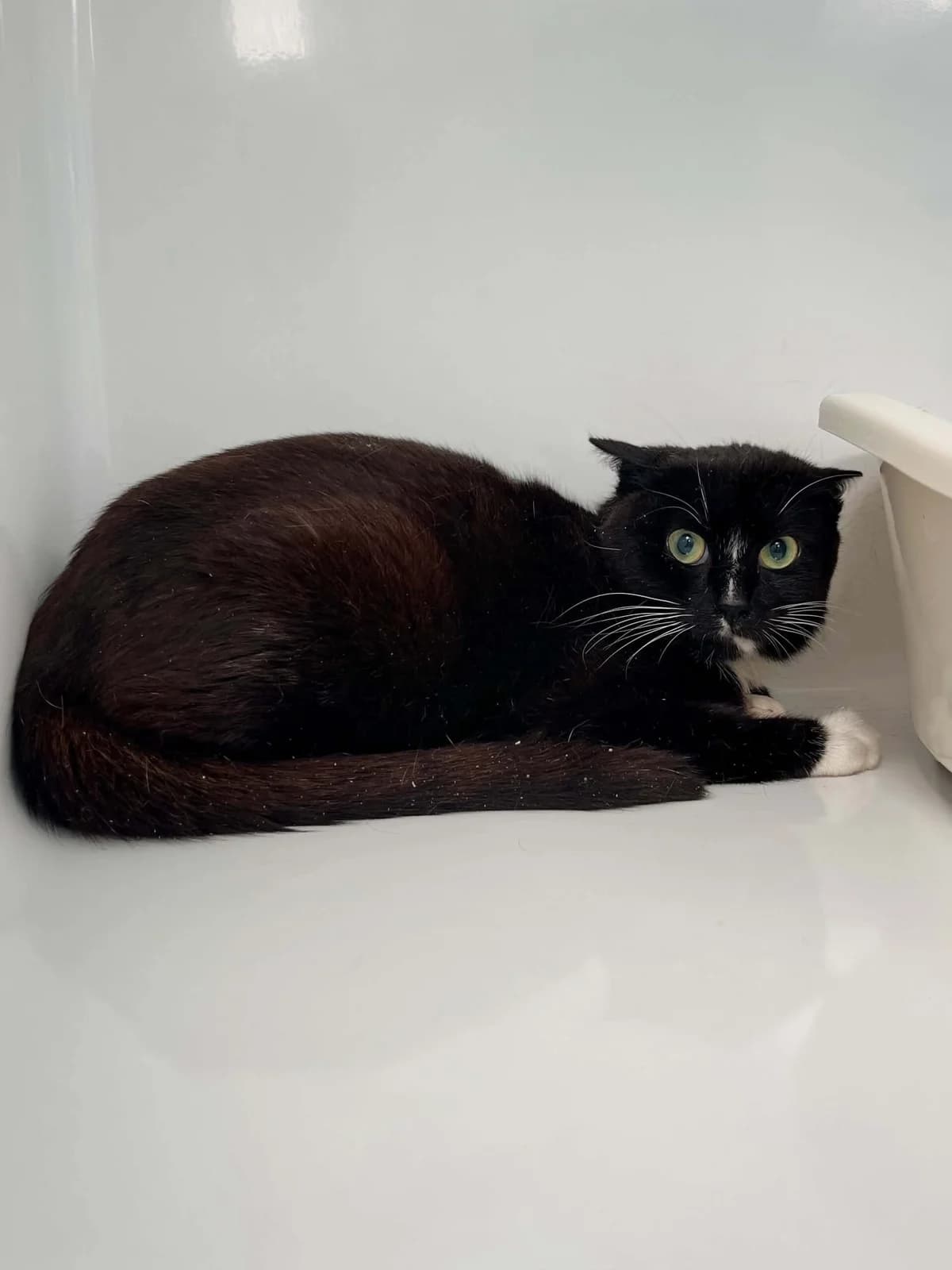 Arbok, male young European Shorthair for adoption at Perwez), Sans Collier