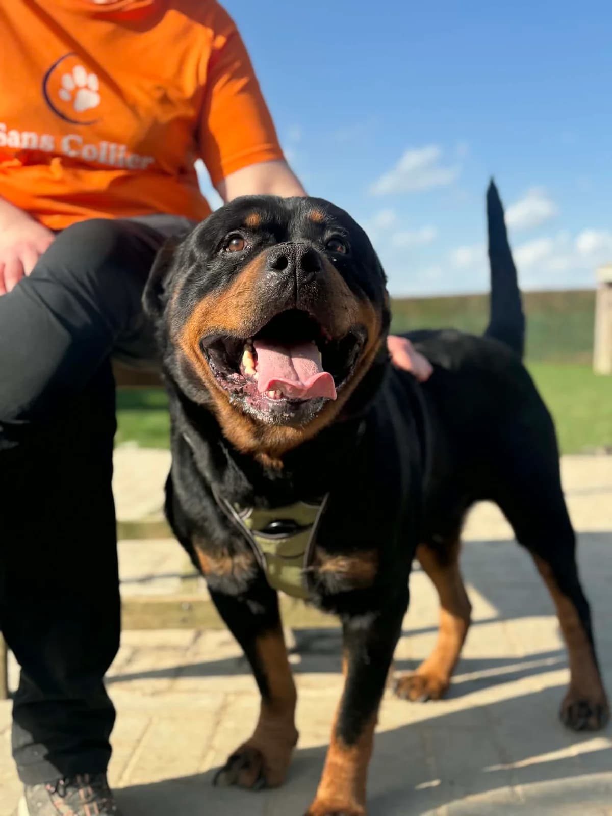 Aslan, male 4yo Rottweiler for adoption at Perwez), Sans Collier