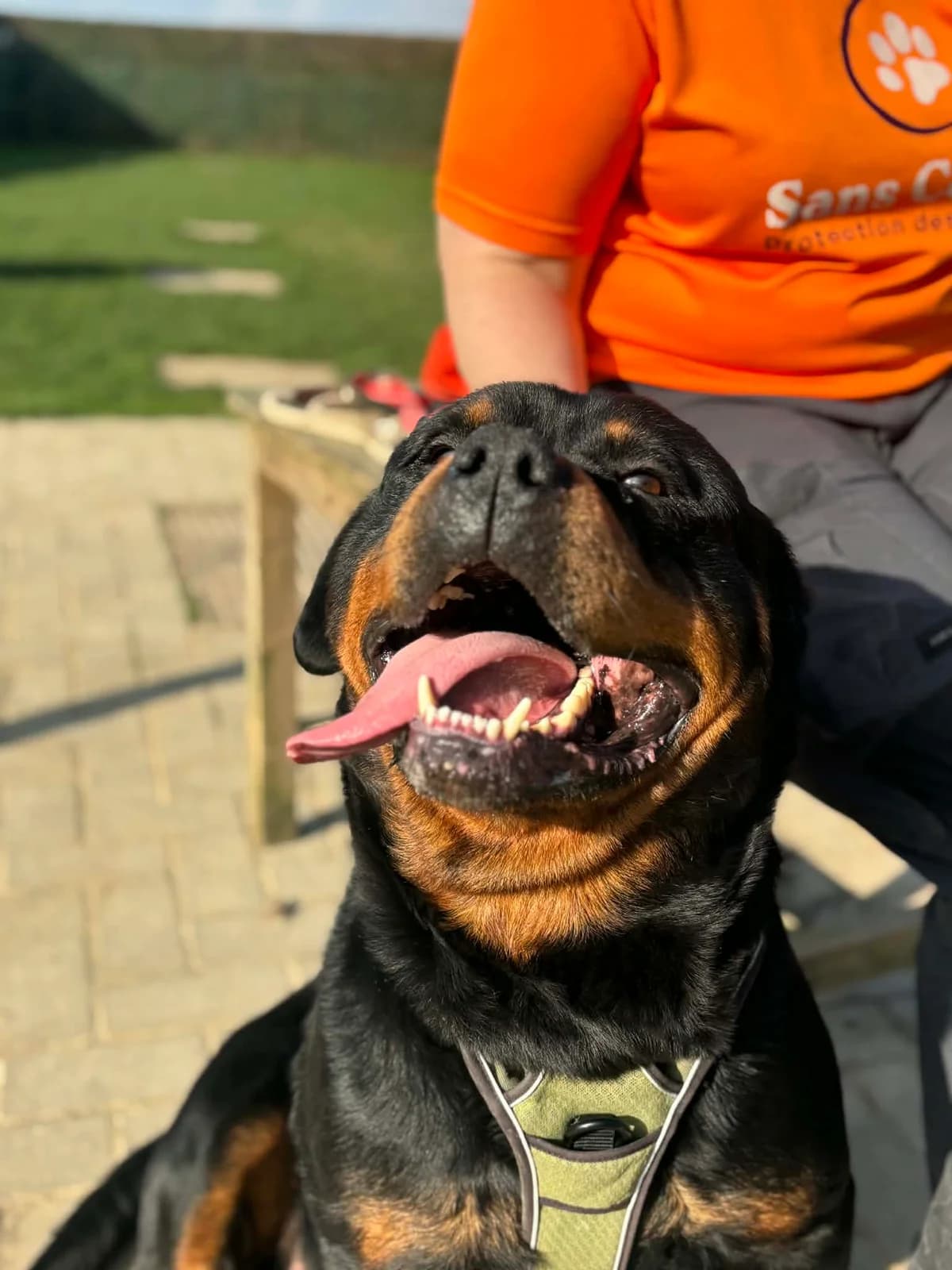 Aslan, male Rottweiler for adoption at Perwez), Sans Collier photo 2
