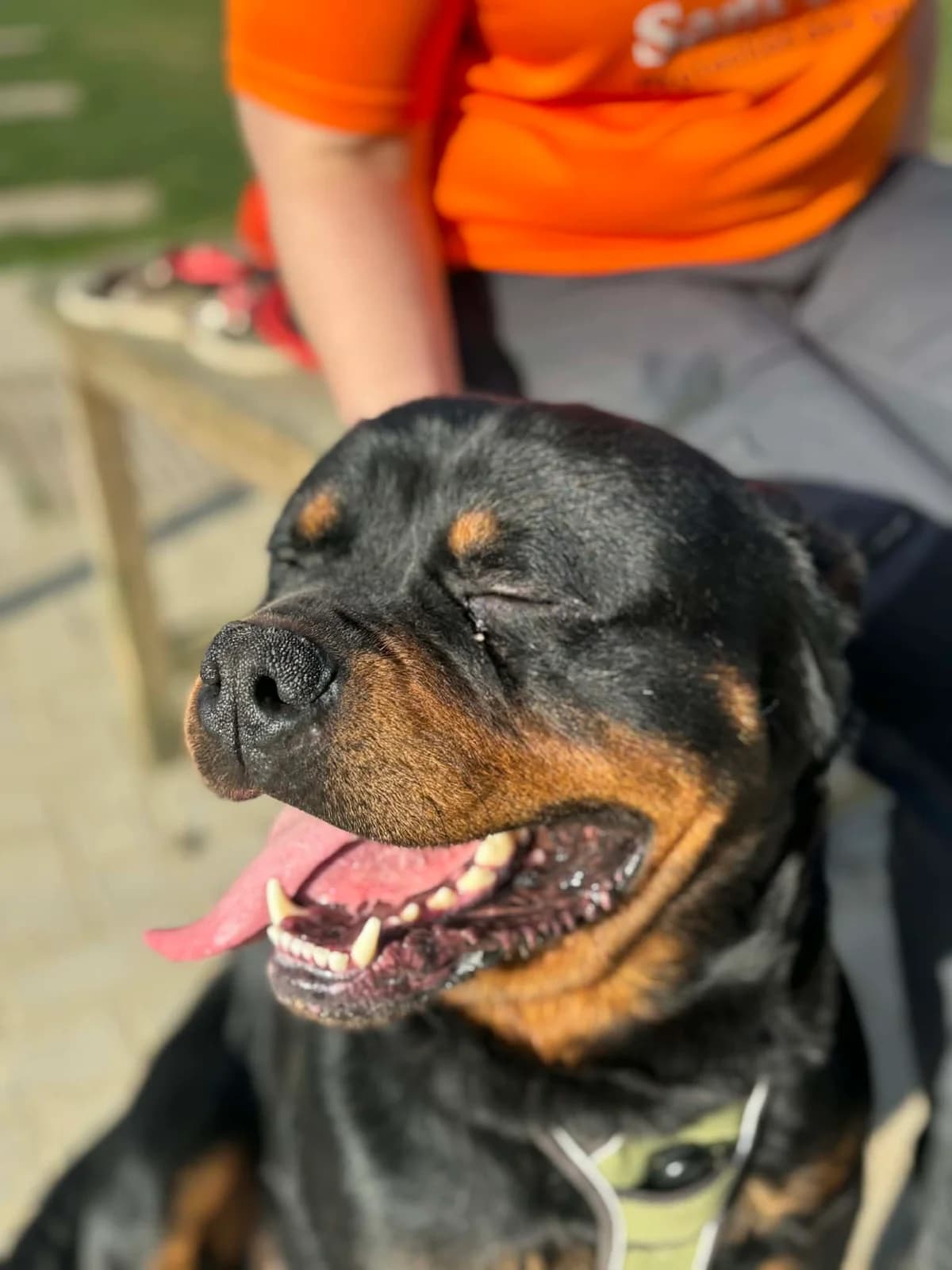 Aslan, male Rottweiler for adoption at Perwez), Sans Collier photo 3