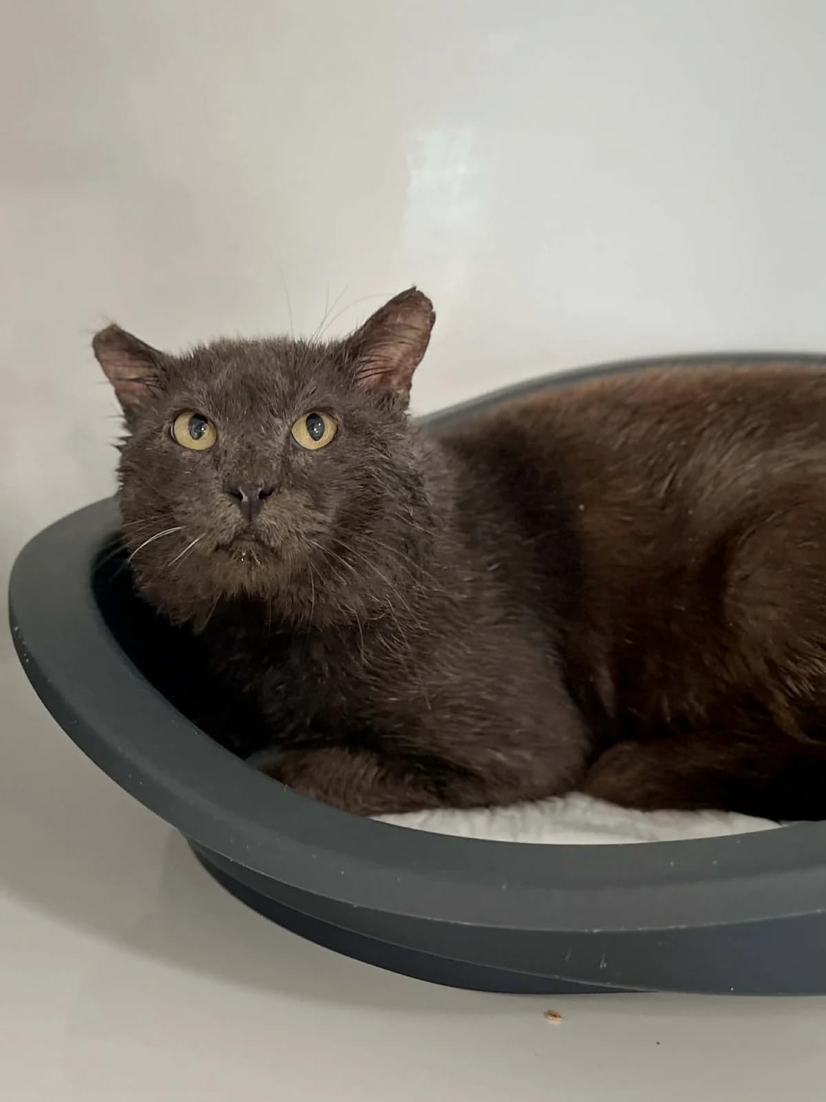 Babine, male senior European Shorthair for adoption at Perwez), Sans Collier