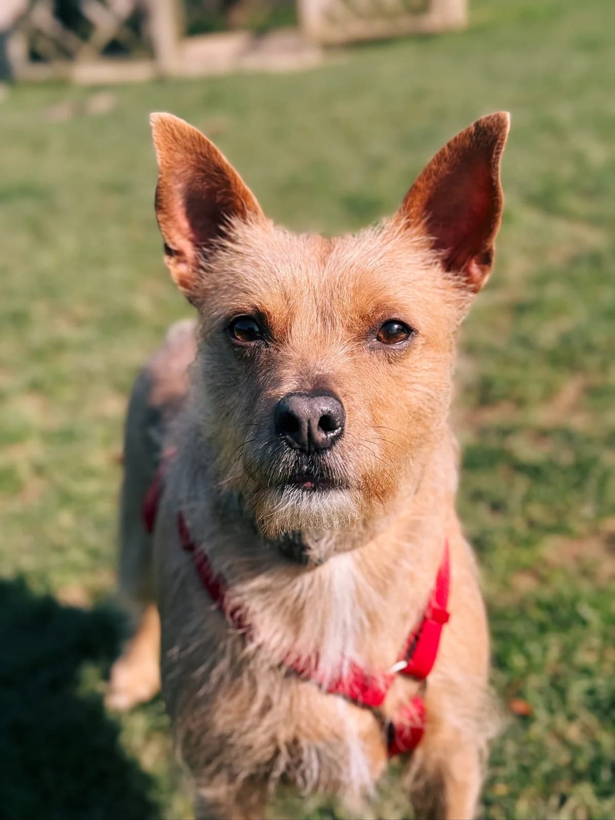 Belle, female 6yo mixed breed for adoption at Perwez), Sans Collier