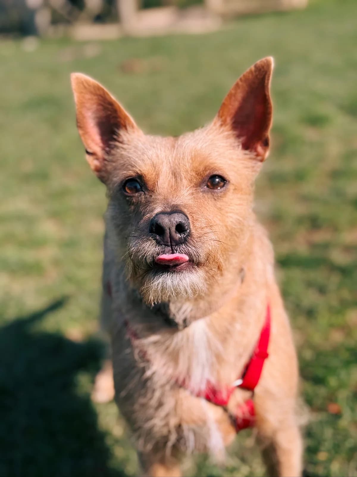 Belle, female mixed breed for adoption at Perwez), Sans Collier photo 2