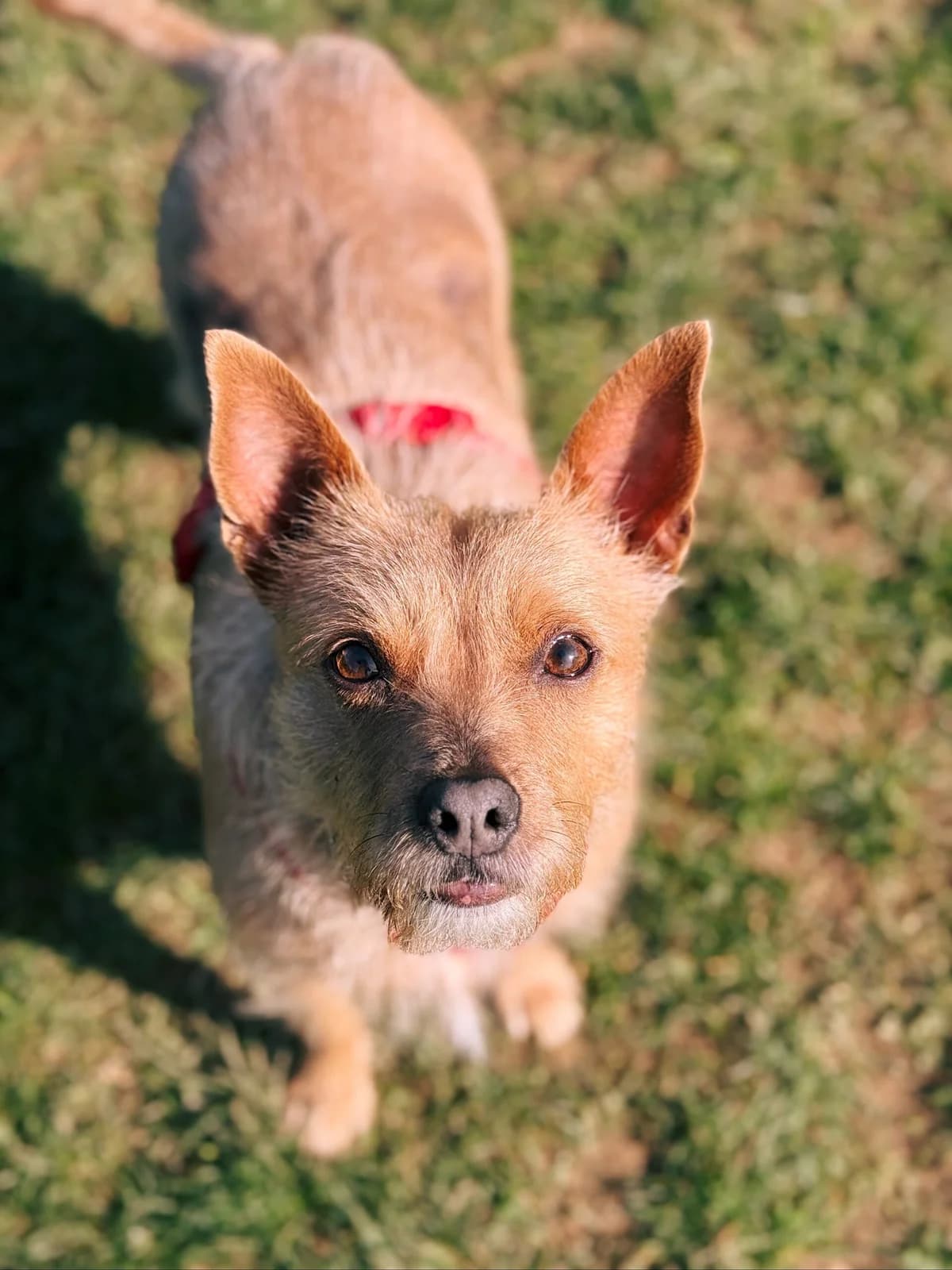 Belle, female mixed breed for adoption at Perwez), Sans Collier photo 3