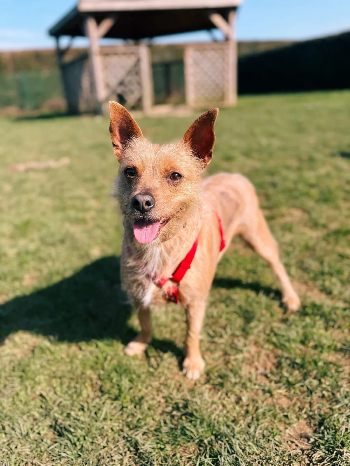 Belle, female mixed breed for adoption at Perwez), Sans Collier photo 4