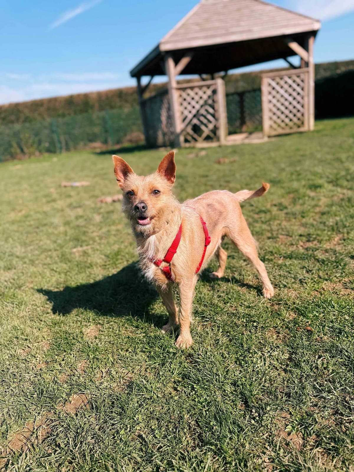 Belle, female mixed breed for adoption at Perwez), Sans Collier photo 5