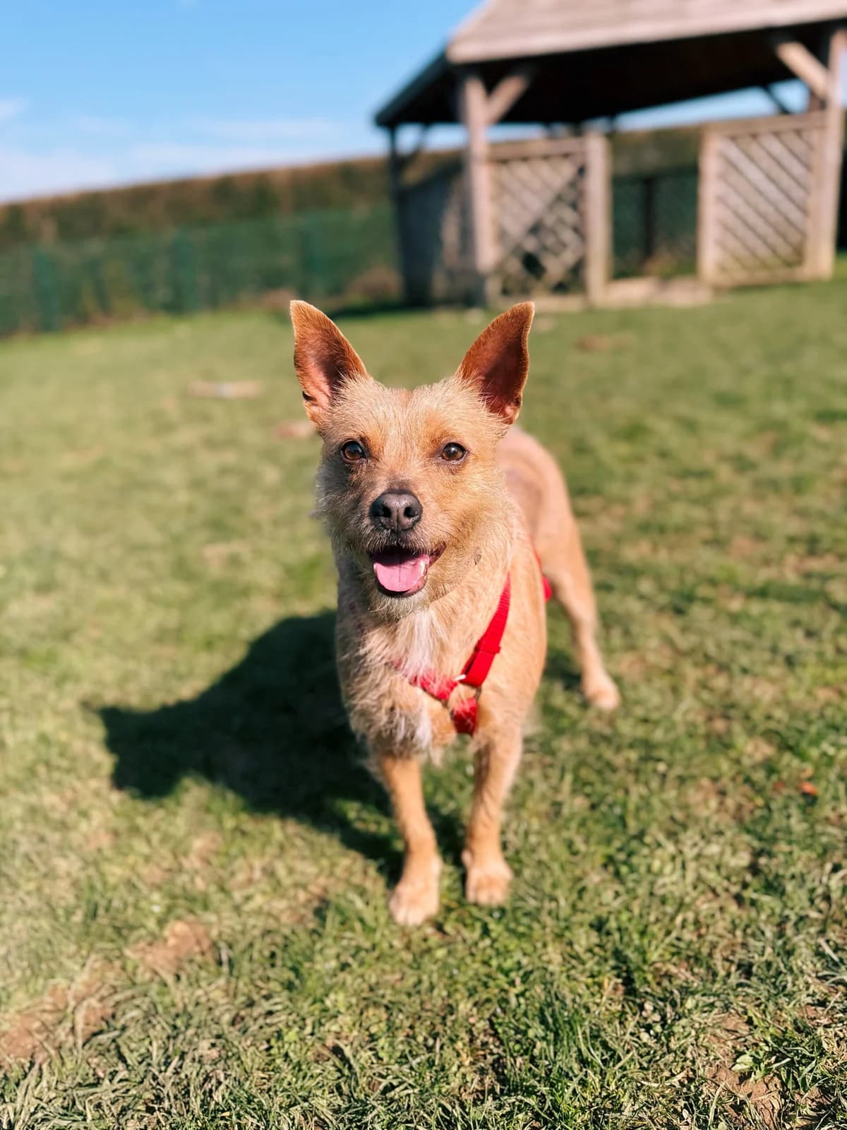 Belle, female mixed breed for adoption at Perwez), Sans Collier photo 6