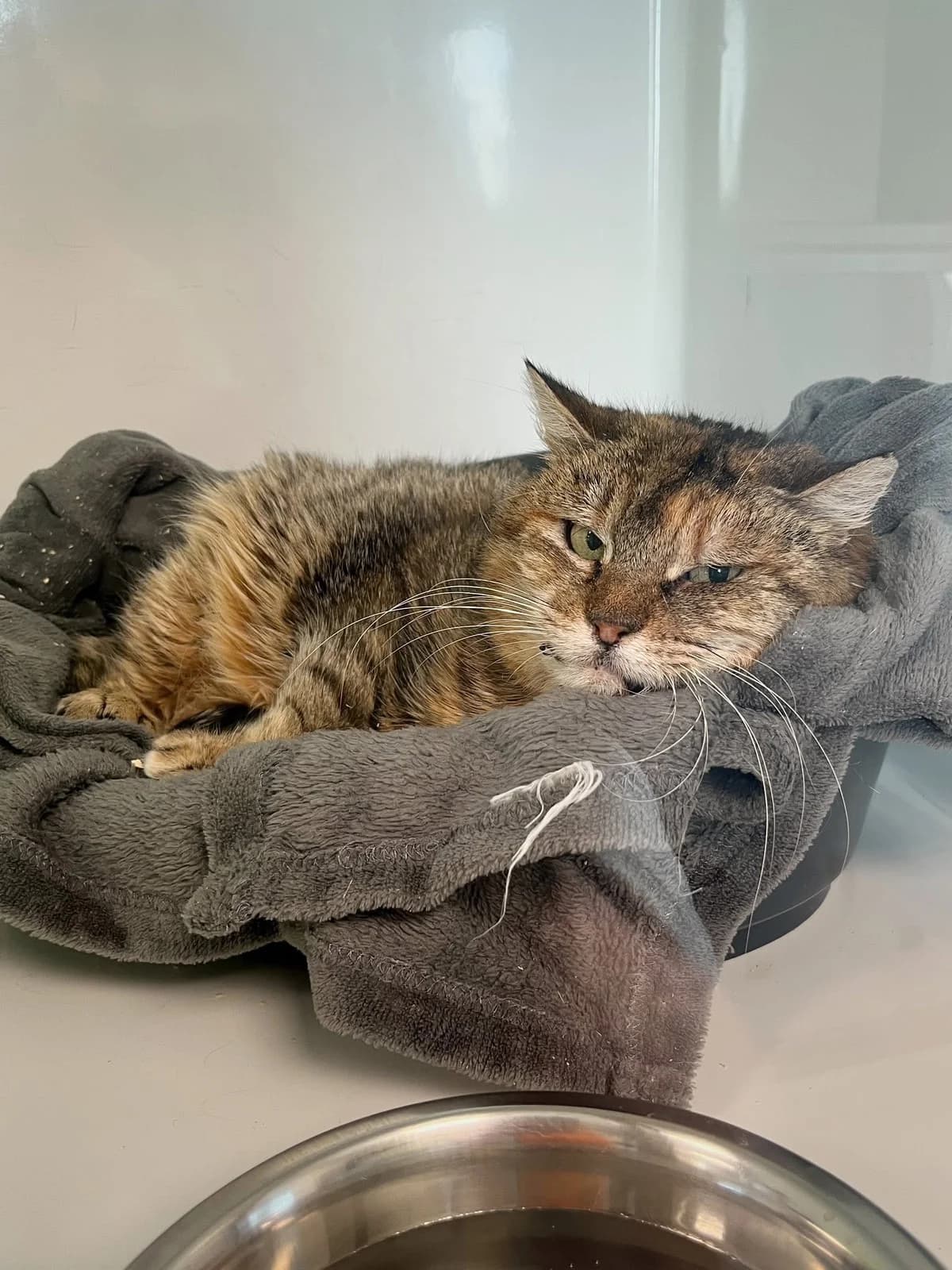 Betsy, female senior European Shorthair for adoption at Perwez), Sans Collier