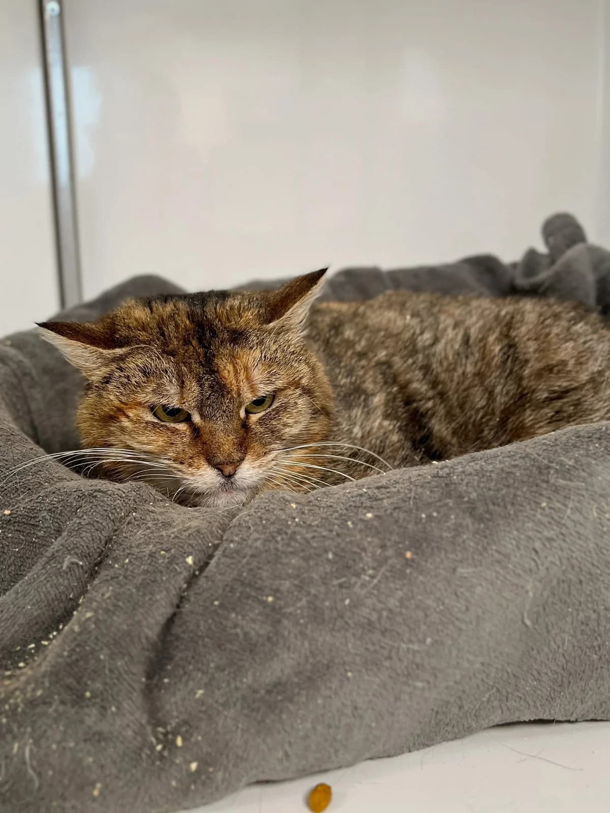 Betsy, female European Shorthair for adoption at Perwez), Sans Collier photo 2