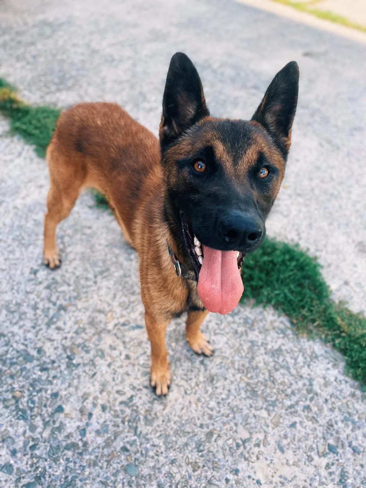 Bill, male 4yo Belgian Malinois for adoption at Perwez), Sans Collier