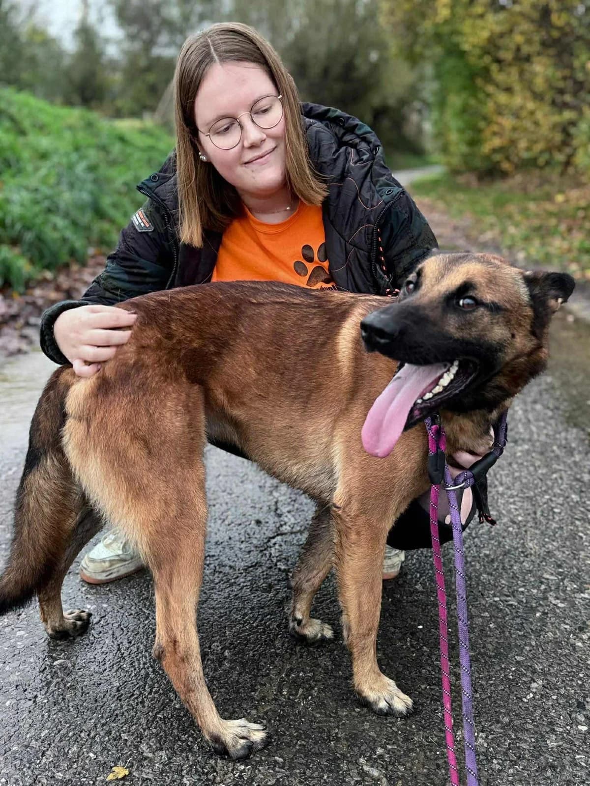 Bill, male Belgian Malinois for adoption at Perwez), Sans Collier photo 2