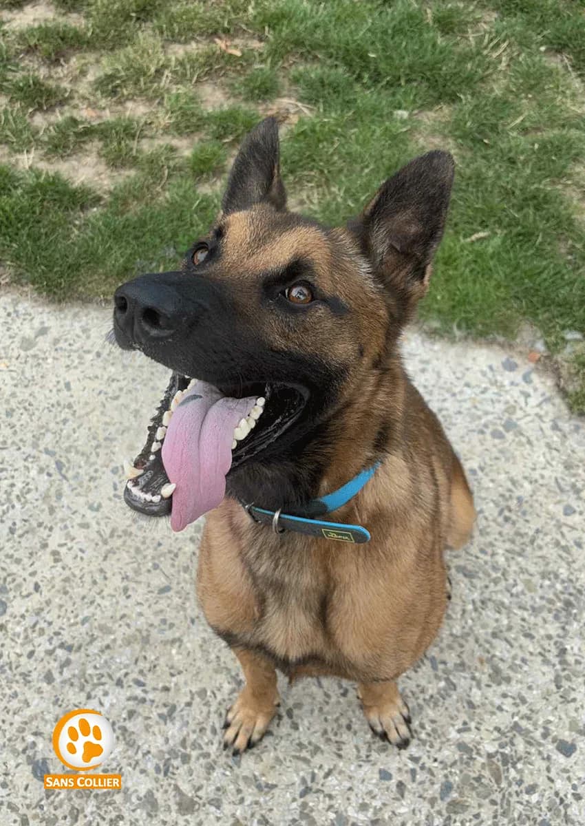 Bill, male Belgian Malinois for adoption at Perwez), Sans Collier photo 3