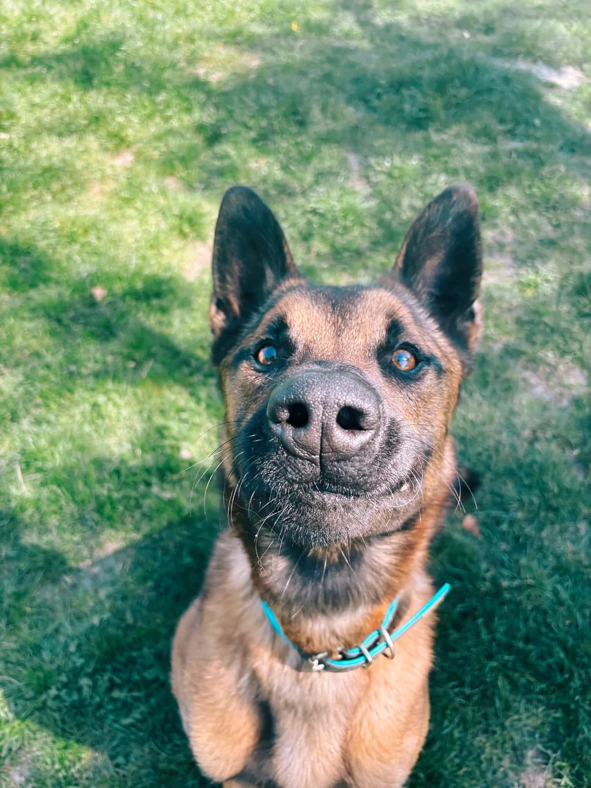 Bill, male Belgian Malinois for adoption at Perwez), Sans Collier photo 4