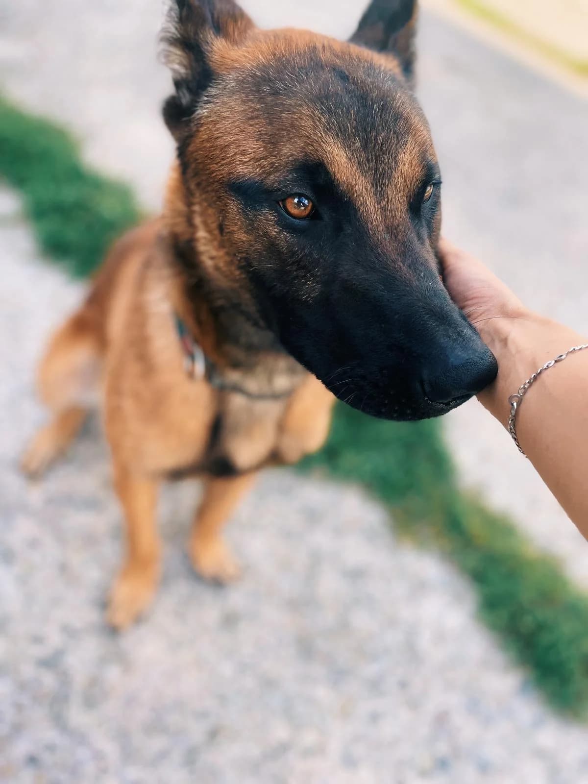 Bill, male Belgian Malinois for adoption at Perwez), Sans Collier photo 5