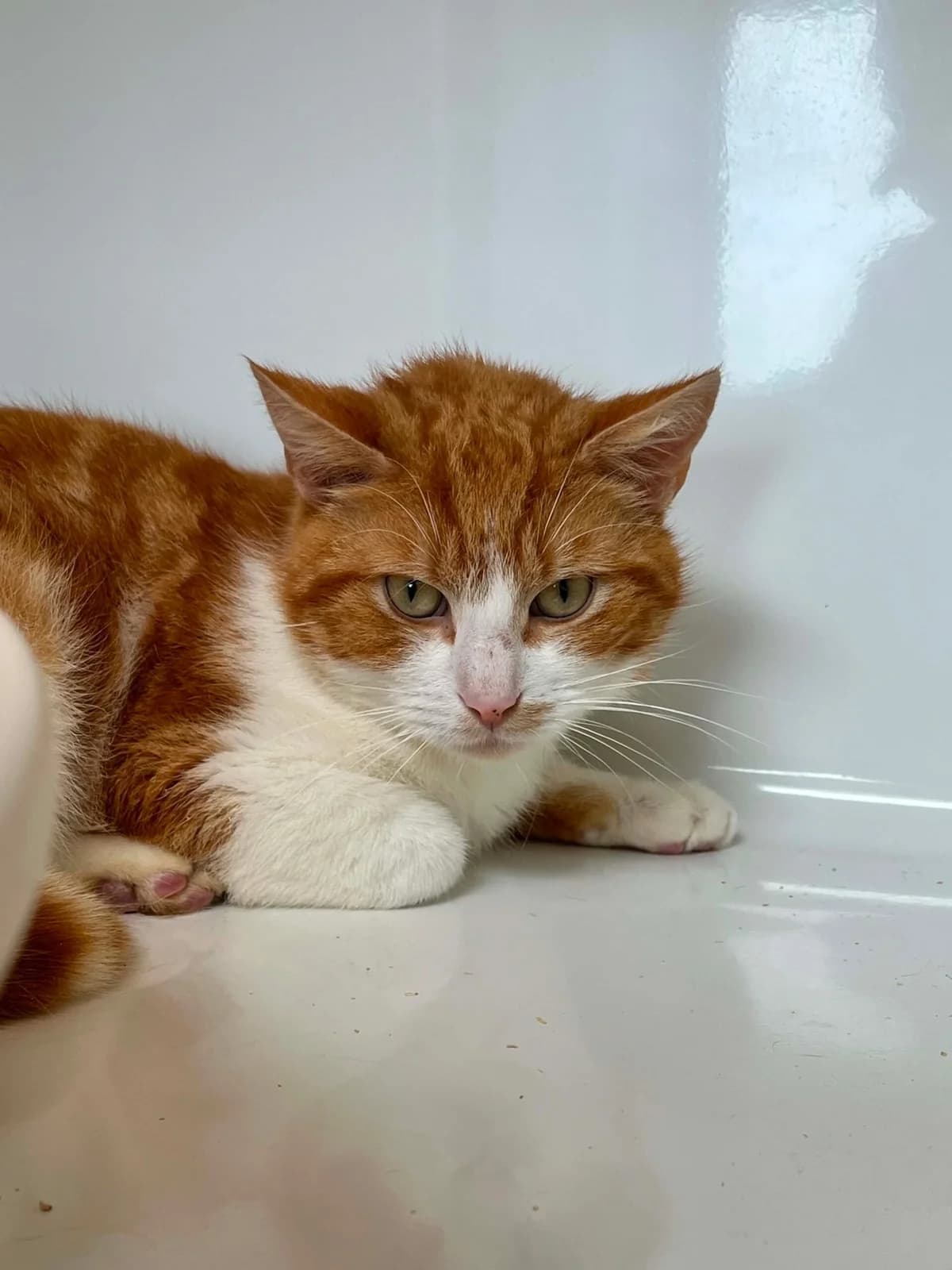 Billy, male 7yo European Shorthair for adoption at Perwez), Sans Collier