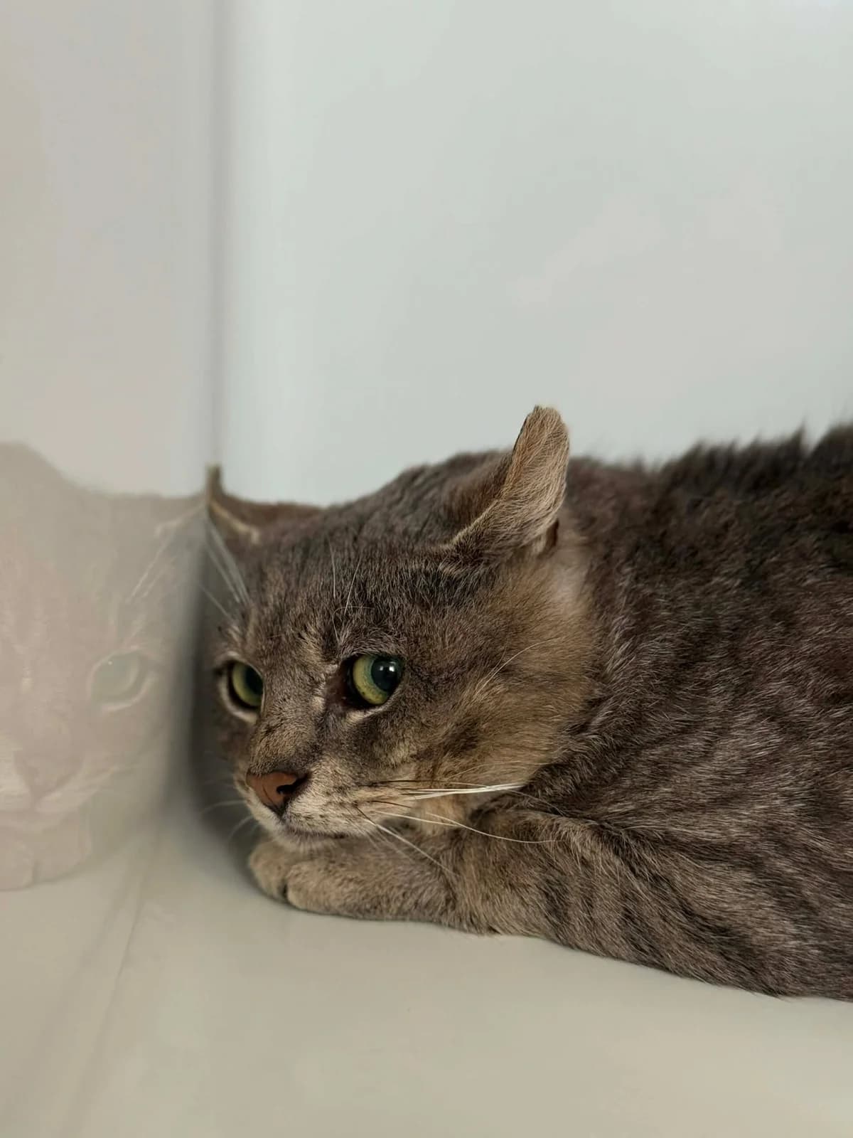 Binamé, male 3yo European Shorthair for adoption at Perwez), Sans Collier