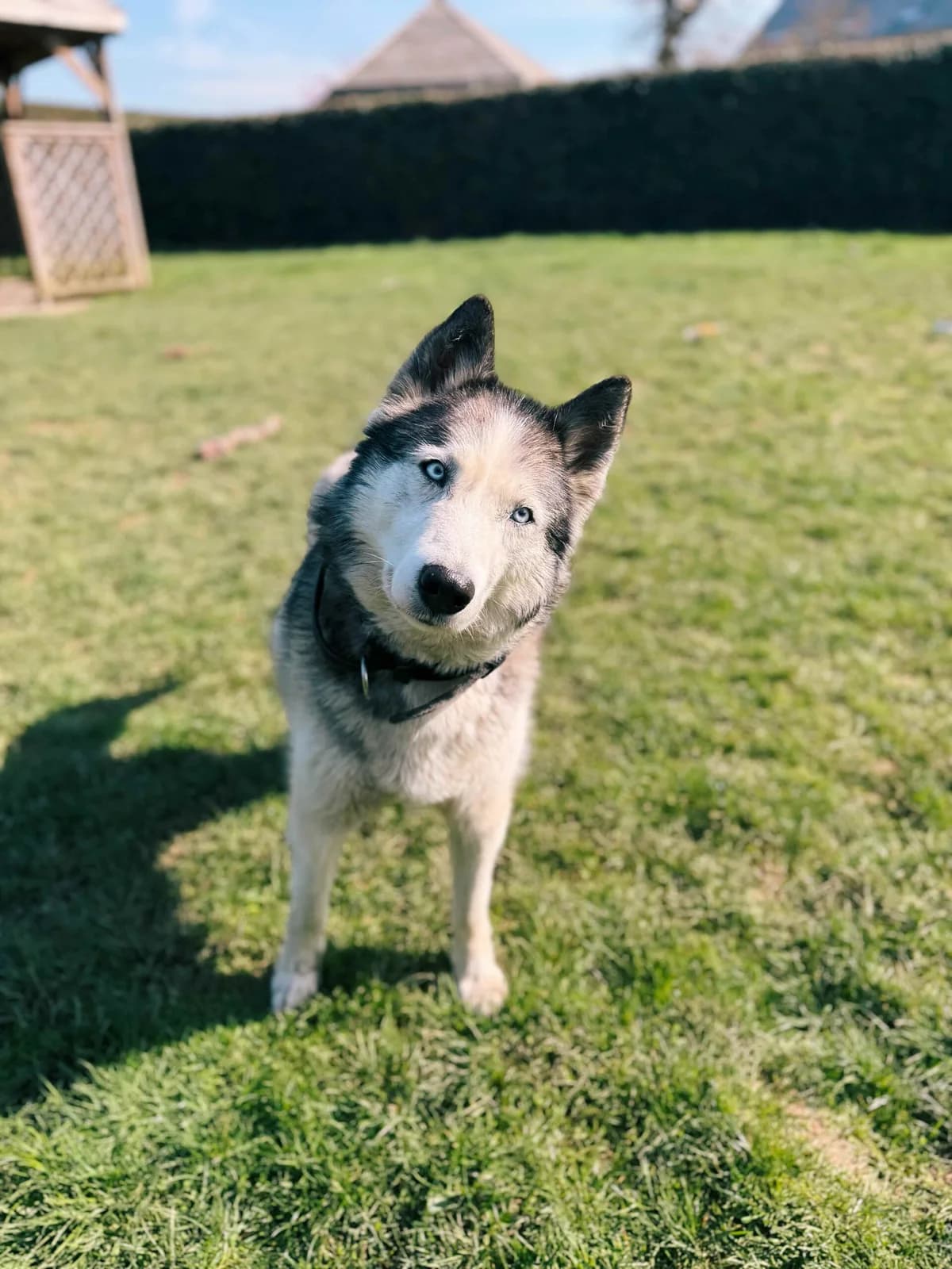 Blue, male senior Husky for adoption at Perwez), Sans Collier