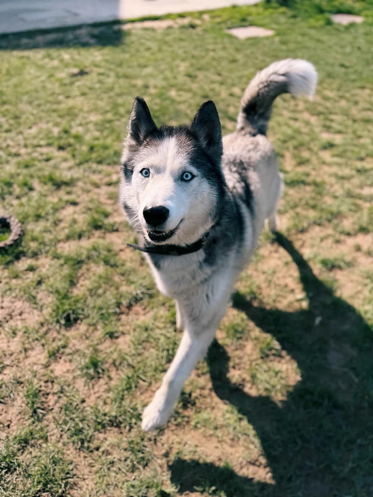 Blue, male Husky for adoption at Perwez), Sans Collier photo 2