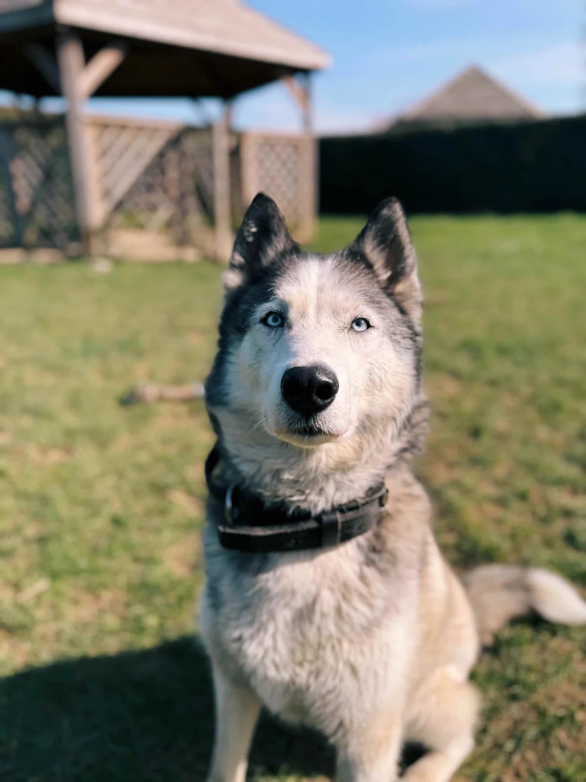 Blue, male Husky for adoption at Perwez), Sans Collier photo 3