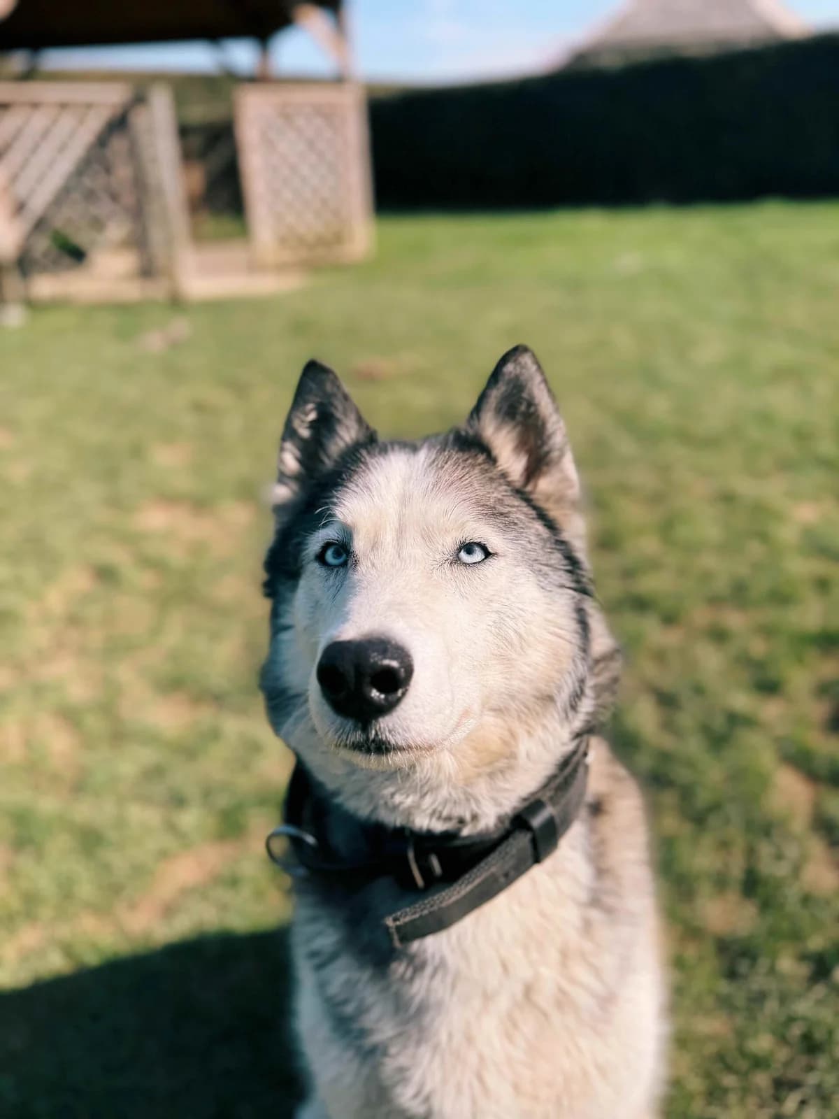 Blue, male Husky for adoption at Perwez), Sans Collier photo 4