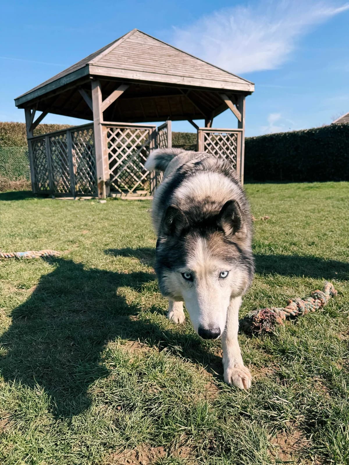 Blue, male Husky for adoption at Perwez), Sans Collier photo 5