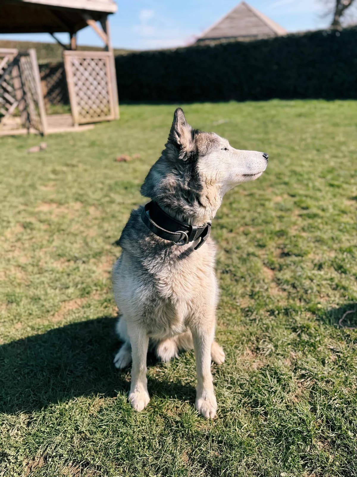 Blue, male Husky for adoption at Perwez), Sans Collier photo 6