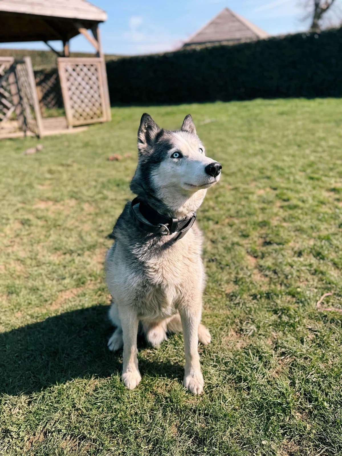 Blue, male Husky for adoption at Perwez), Sans Collier photo 7