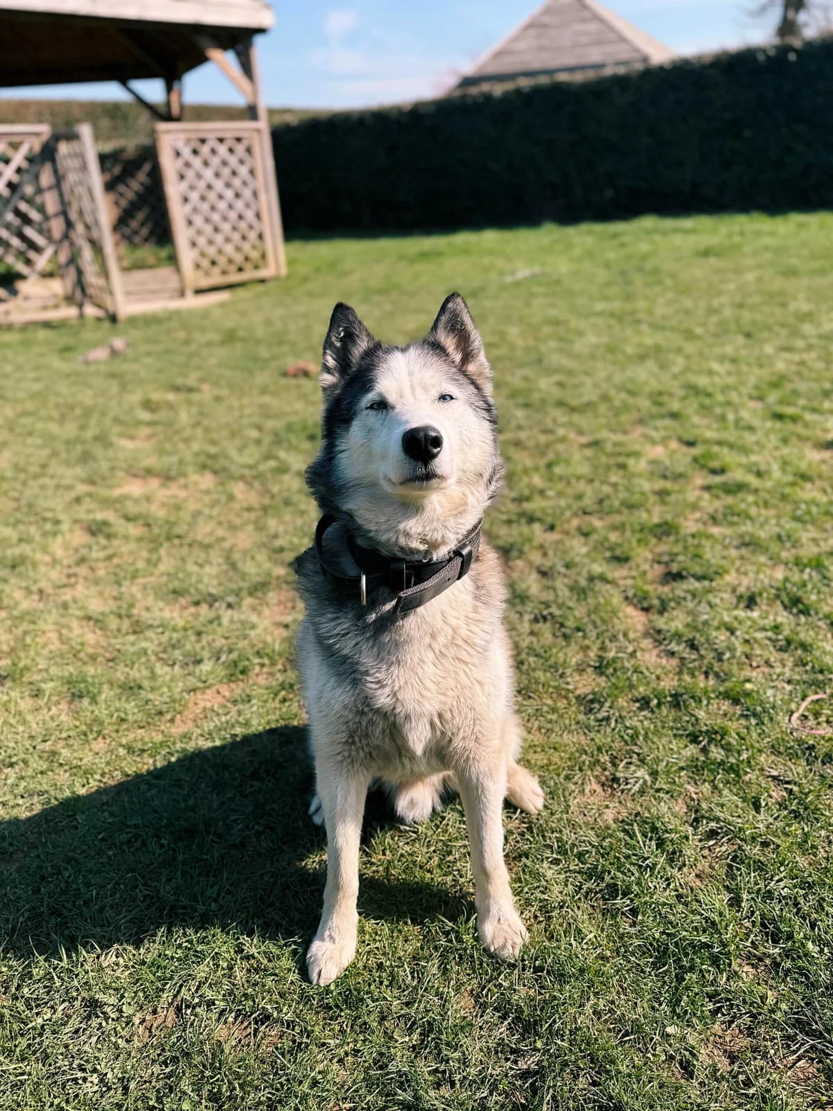 Blue, male Husky for adoption at Perwez), Sans Collier photo 8