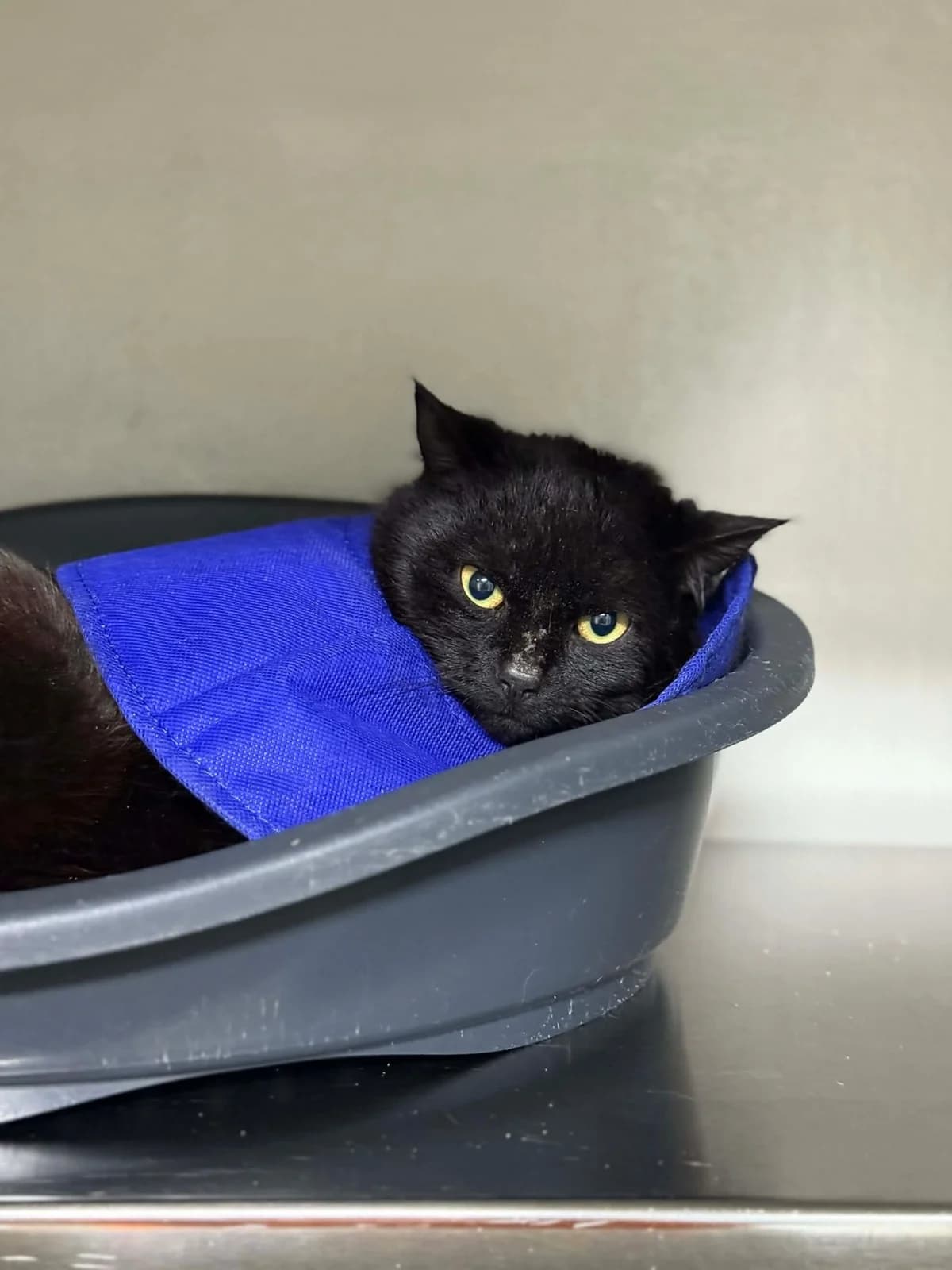 Boots, male 4yo European Shorthair for adoption at Perwez), Sans Collier