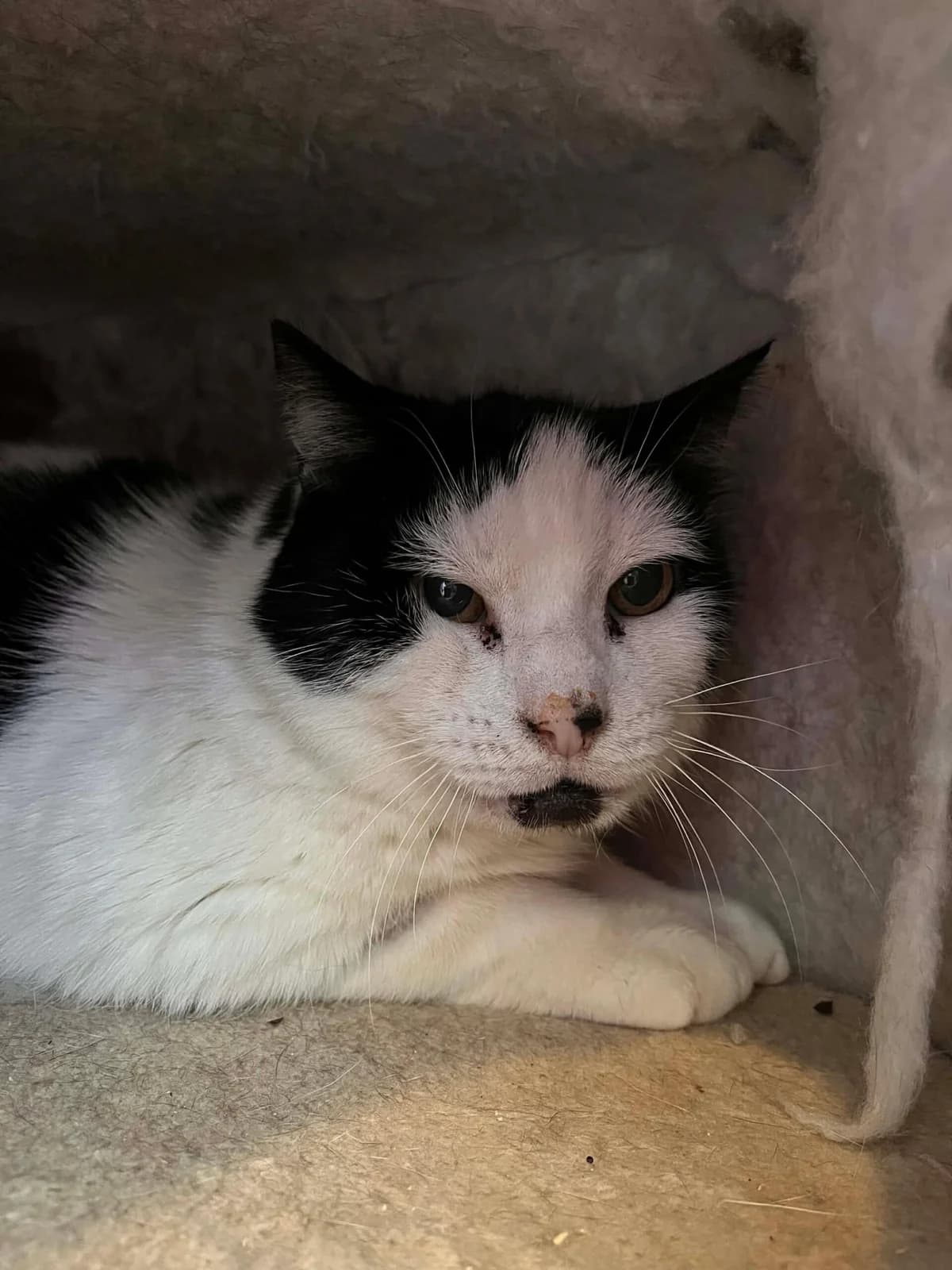 Bouton, male European Shorthair for adoption at Sans Collier