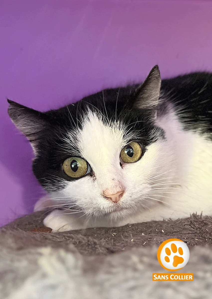 Brish, female 3yo European Shorthair for adoption at Perwez), Sans Collier