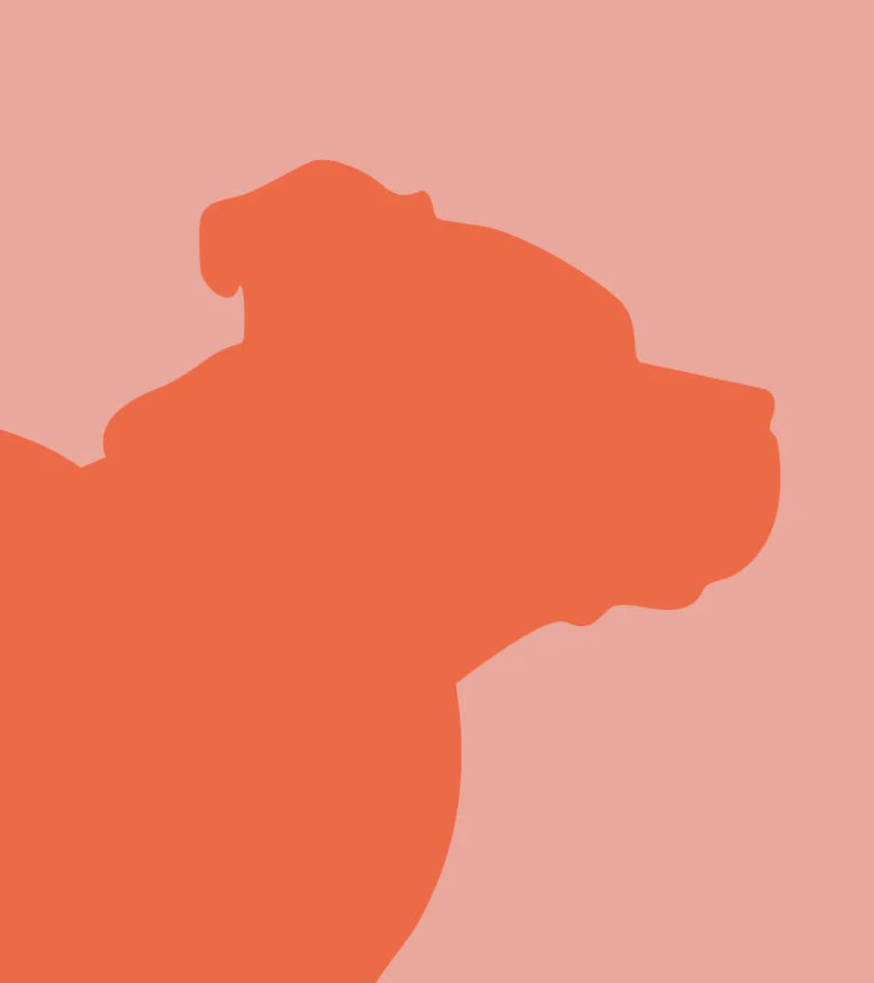 Capucine, female mixed breed for adoption at Perwez), Sans Collier