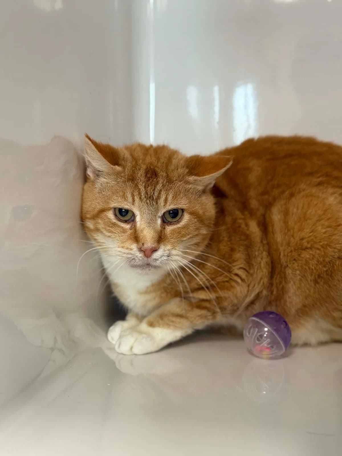 Caramel 1, male senior European Shorthair for adoption at Perwez), Sans Collier