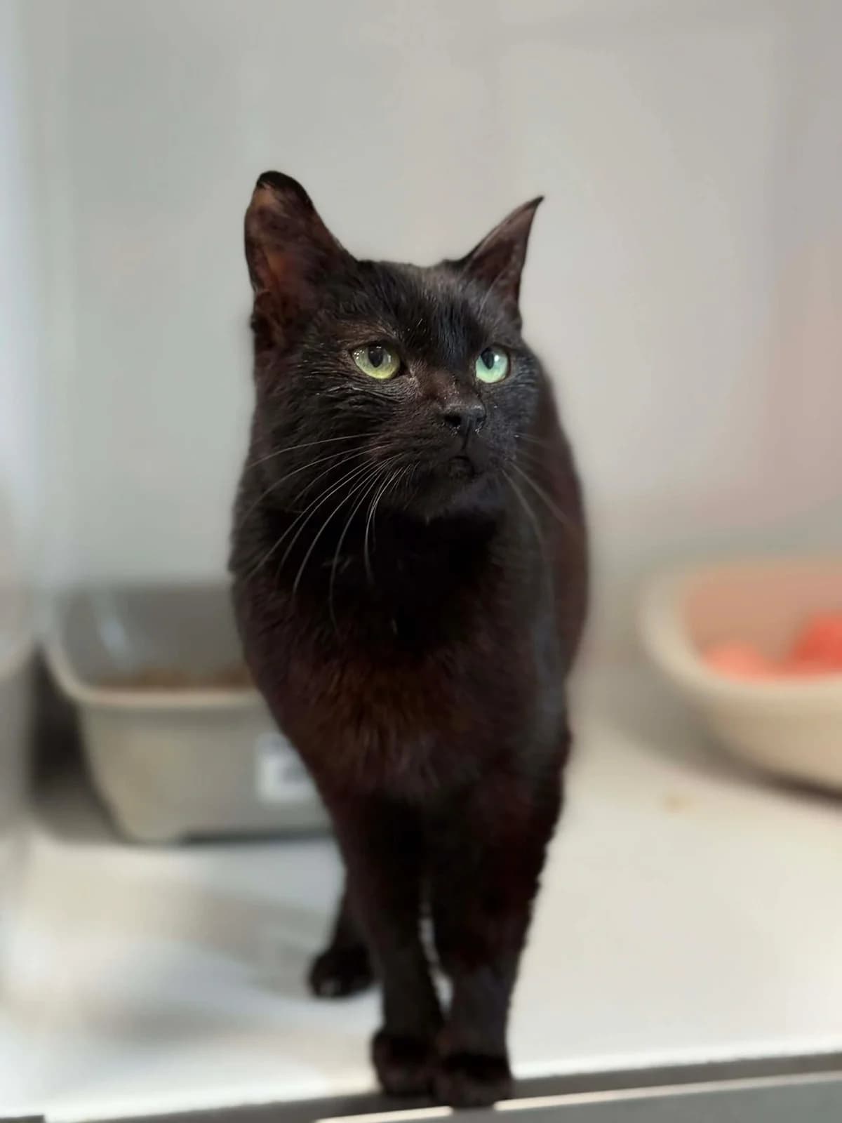 Carbonara, female 4yo European Shorthair for adoption at Perwez), Sans Collier
