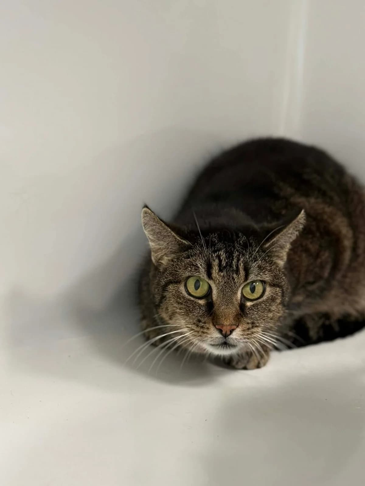 Charlie, female senior European Shorthair for adoption at Perwez), Sans Collier