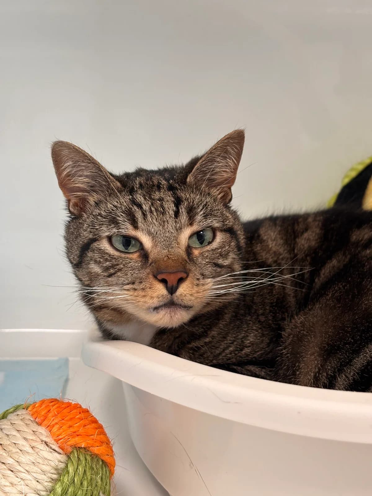 Chaussette, male 5yo European Shorthair for adoption at Perwez), Sans Collier