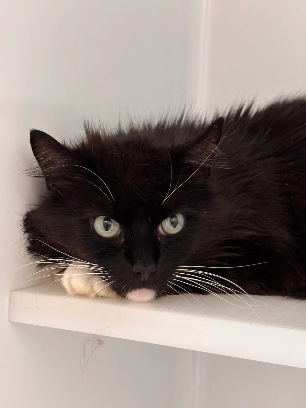 Chopin, male 7yo European Shorthair for adoption at Perwez), Sans Collier