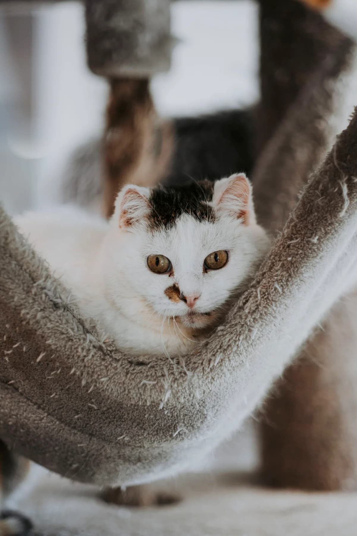Chouffe, male senior European Shorthair for adoption at Perwez), Sans Collier