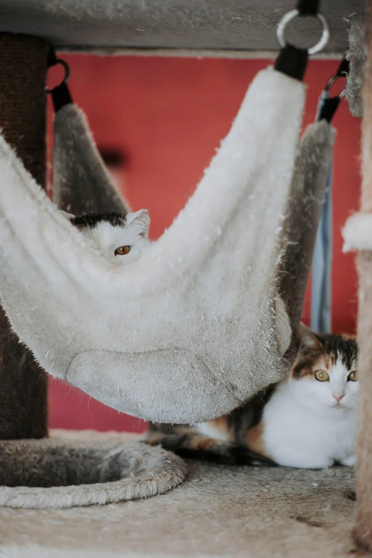 Chouffe, male European Shorthair for adoption at Perwez), Sans Collier photo 2