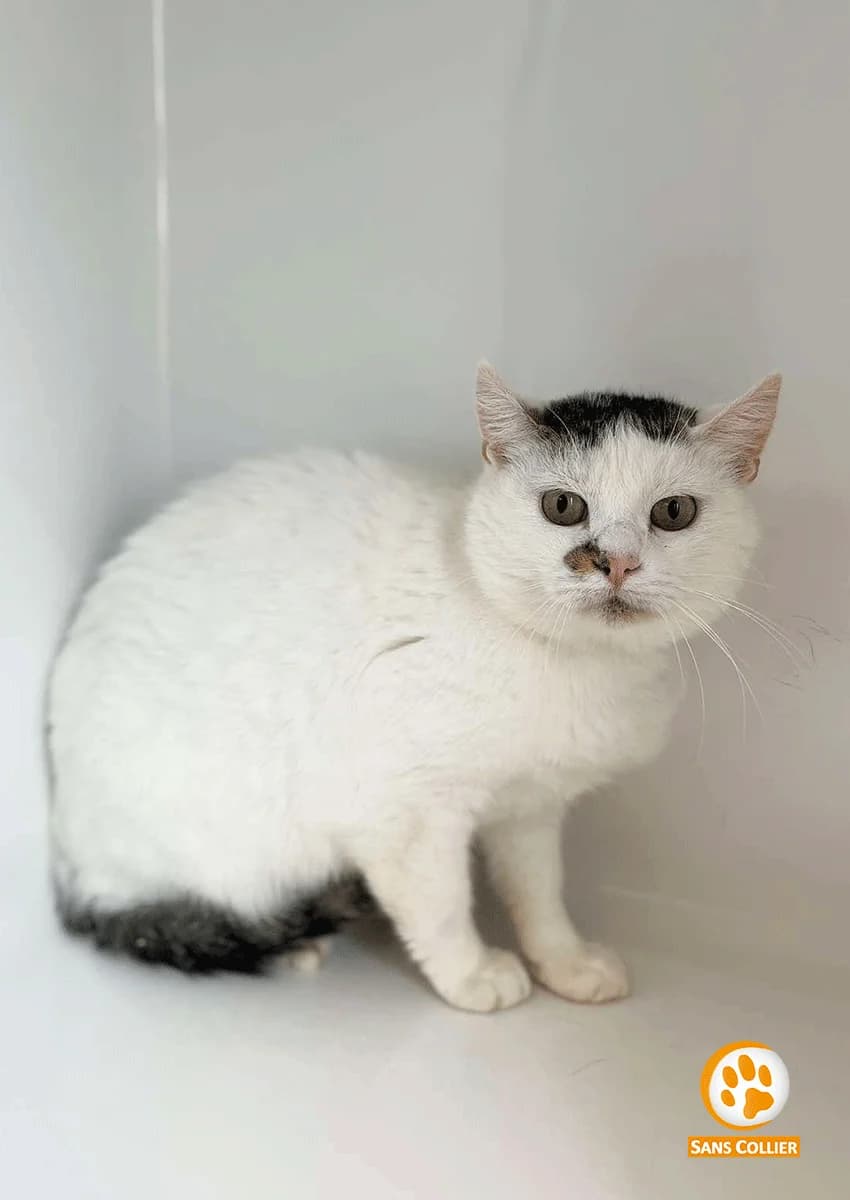 Chouffe, male European Shorthair for adoption at Perwez), Sans Collier photo 3